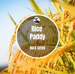 Rice Paddy Seeds – Bulk Deals