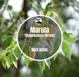 Marula (Sclerocarya Birrea) – Bulk Deals