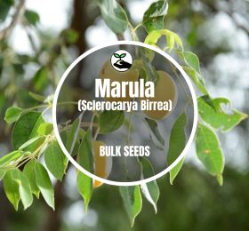 Marula (Sclerocarya Birrea) – Bulk Deals