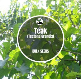 Teak (Tectona Grandis) – Bulk Deals
