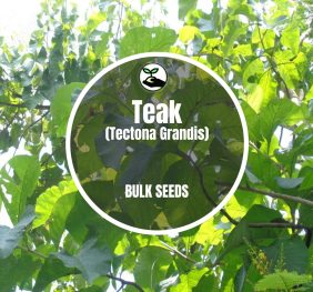 Teak (Tectona Grandis) – Bulk Deals