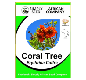 Coral Tree (Erythrina Caffra) 3’s
