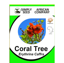 Coral Tree (Erythrina Caffra) 3’s
