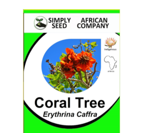 Coral Tree (Erythrina Caffra) 3’s