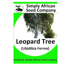 Leopard Tree (Libidibia Ferrea) 6’s