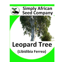Leopard Tree (Libidibia Ferrea) 6’s