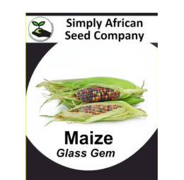 Maize Glass Gem 15’s