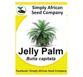 Palm Jelly (Butia Capitata) 6’s