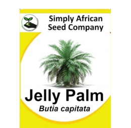 Palm Jelly (Butia Capitata) 6’s