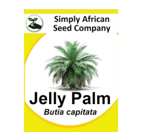 Palm Jelly (Butia Capitata) 6’s