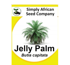 Palm Jelly (Butia Capitata) 6’s