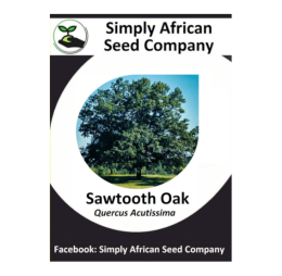 Sawtooth Oak (Quercus Acutissima) 3’s