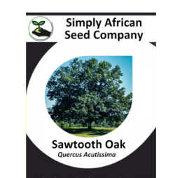 Oak Sawtooth (Quercus Acutissima) 3’s