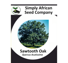 Oak Sawtooth (Quercus Acutissima) 3’s