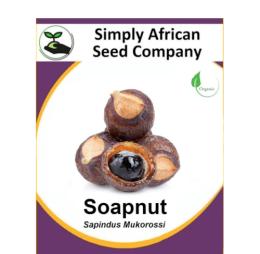 Soapnut (Sapindus Mukorossi) 2’s