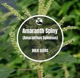 Amaranth Spiny (Amaranthus Spinosus) – Bulk Deals