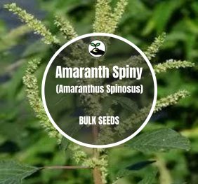 Amaranth Spiny (Amaranthus Spinosus) – Bulk Deals