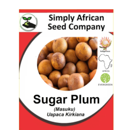 Plum Sugar Masuku (Uapaca kirkiana) 6’s