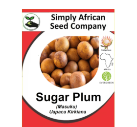 Plum Sugar Masuku (Uapaca kirkiana) 6’s