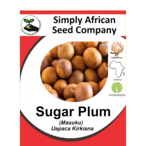 Plum Sugar Masuku (Uapaca kirkiana) 6's