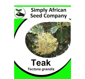 Teak (Tectona Grandis) 3’s