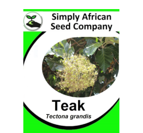 Teak (Tectona Grandis) 3’s