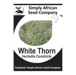 White thorn (Vachellia Constricta) 6’s