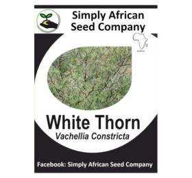 White thorn (Vachellia Constricta) 6’s