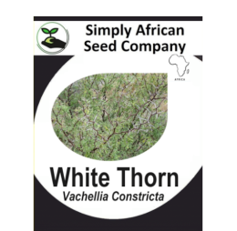 White thorn (Vachellia Constricta) 6’s
