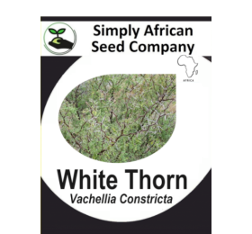 White thorn (Vachellia Constricta) 6’s