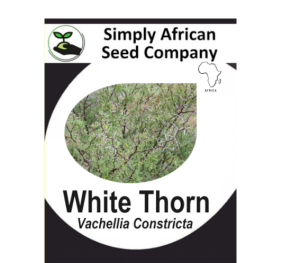 White thorn (Vachellia Constricta) 6’s