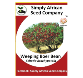 Weeping Boer Bean (Schotia Brachypetala) 6’s