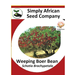 Weeping Boer Bean (Schotia Brachypetala) 6’s