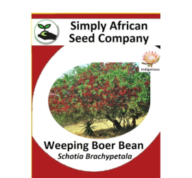 Weeping Boer Bean (Schotia Brachypetala) 6’s