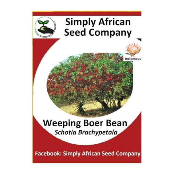 Weeping Boer Bean (Schotia Brachypetala) 6's - simplyafricanseedcompany