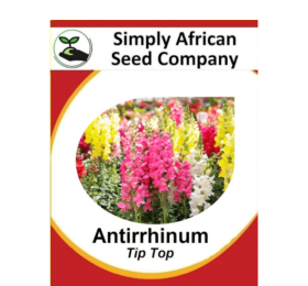 Antirrhinum Tip Top 100’s