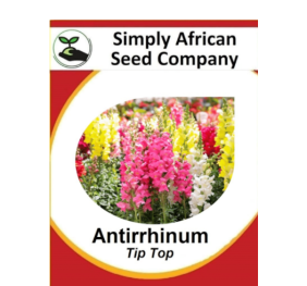 Antirrhinum Tip Top 100’s