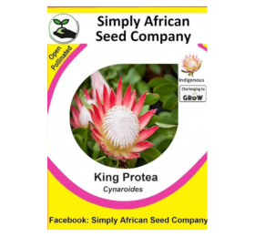 Protea King (Protea Cynaroides) 12’s