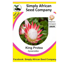 Protea King (Protea Cynaroides) 12’s
