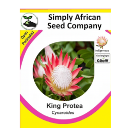 Protea King (Protea Cynaroides) 12’s