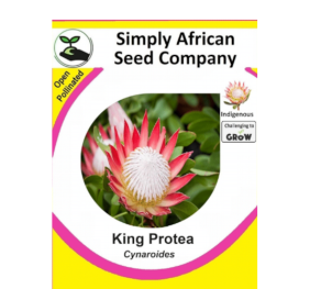 Protea King (Protea Cynaroides) 12’s