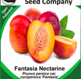 Nectarine (Fantasia) 3’s